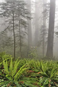 Redwood Prints: Redwood trees and ferns in fog. Redwood National Park, California