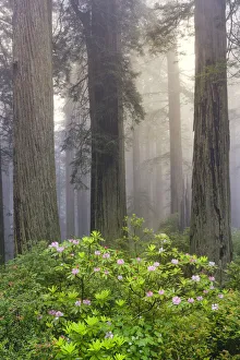Inspirational Prints: Redwood trees and Pacific Rhododendron in fog, Redwood National Park, California