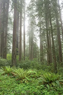 State Park Prints: Redwoods, Lady Bird Johnson Grove in fog