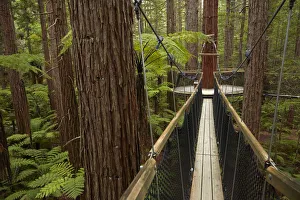 Redwoods Treewalk at The Redwoods (Whakarewarewa Forest), Rotorua, North Island, New