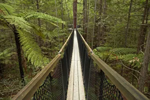 Australia Prints: Redwoods Treewalk at The Redwoods (Whakarewarewa Forest), Rotorua, North Island, New