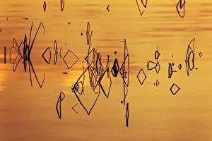 Reed Prints: Reed pattern and sunset reflected on Tuolumne River