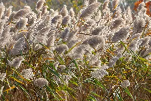 Reed Prints: Reedgrass blowing in the wind