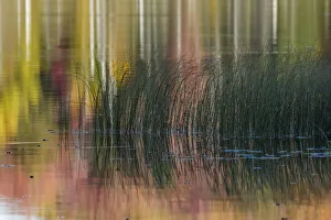 Graphic Prints: Reeds and abstract reflection of fall colors on Council Lake, Upper Peninsula of Michigan