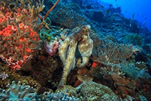 Indo Pacific Prints: Reef Octopus (Octopus cyanea), Wetar Island, Banda Sea, Indonesia