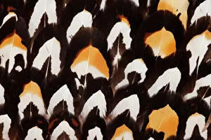 Natural Pattern Prints: Reeves Pheasant Feather Pattern