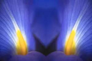Iris Prints: Reflected view of Iris petals close-up