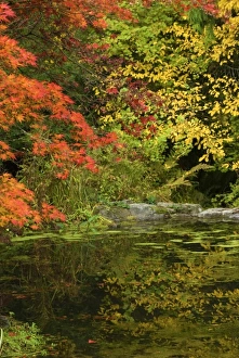 Images Dated 22nd October 2009: Reflection of Fall Foliage in Pond