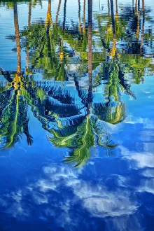 Reflection of palm trees on water