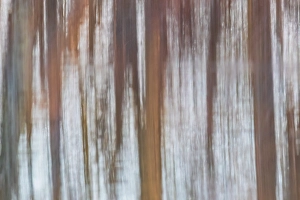Images Dated 10th June 2024: Reflection of a trees in wetland at sunset, Marion County, Illinois