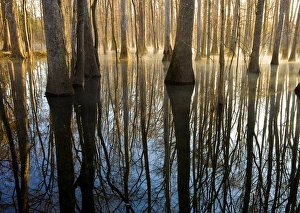 Images Dated 6th March 2010: Reflections, cool morning mist, inside a floodplain forest, Florida Caverns State Park