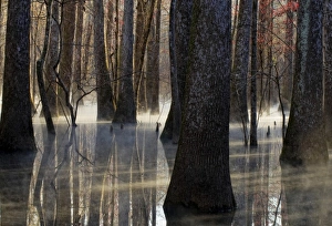 Jackson County Prints: Reflections, cool morning mist, inside a floodplain forest, Florida Caverns State Park