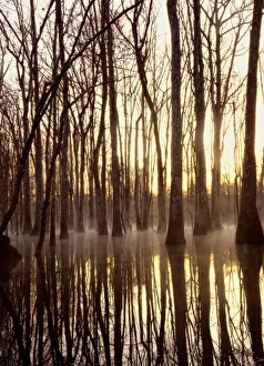 Images Dated 6th March 2010: Reflections, cool morning mist, inside a floodplain forest, Florida Caverns State Park