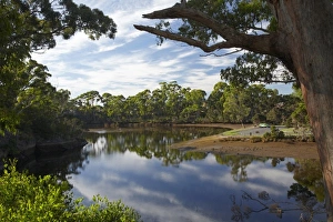 Estuary Prints: Reflections in Inglis River, Wynyard, North Western Tasmania, Australia