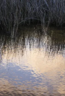 Reflections, Merritt Island National Wildlife Refuge, Titusville, Florida, USA