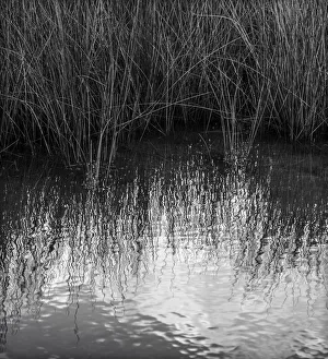 Images Dated 25th January 2018: Reflections, Merritt Island National Wildlife Refuge, Titusville, Florida, USA