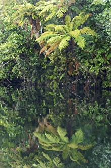 Images Dated 9th August 2005: Reflections in Moeraki River by Lake Moeraki, West Coast, South Island, New Zealand