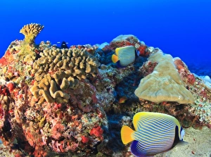 Images Dated 29th March 2010: Regal Angelfish (Pygoplites diacanthus)