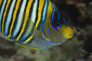 Images Dated 17th July 2014: Regal Angelfish (Pygoplites diacanthus) Rainbow Reef Fiji. South Pacific