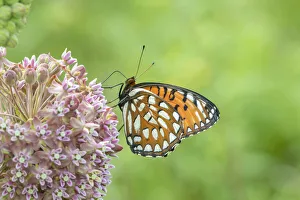 Animal Prints: Regal Fritillary (Speyeria idalia) female on Common Milkweed (Asclepias syriaca)