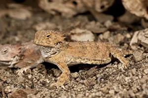 Images Dated 6th May 2007: Regal Horn Lizard Phtymosoma solare South Eastern Arizona