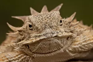 Images Dated 11th June 2007: Regal Horned Lizard Phrynosoma solare South Eastern Arizona