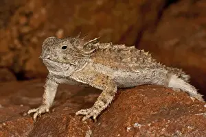 Spiny Prints: Regal Horned Lizard Phrynosoma solare South Eastern Arizona