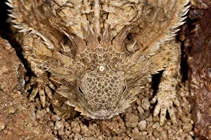 Images Dated 11th June 2007: Regal Horned Lizard (Pineal Eye Visible) Phrynosoma solare South Eastern Arizona