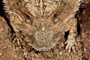 Images Dated 11th June 2007: Regal Horned Lizard (Pineal Eye Visible) Phrynosoma solare South Eastern Arizona