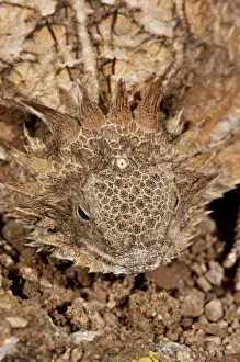 Vertebrate Prints: Regal Horned Lizard (Pineal Eye Visible) Phrynosoma solare South Eastern Arizona