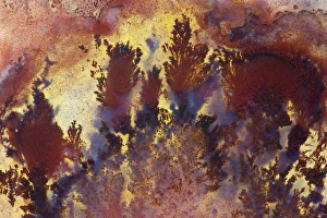 Natural Pattern Prints: Regency RosePlume Agate, Oregon