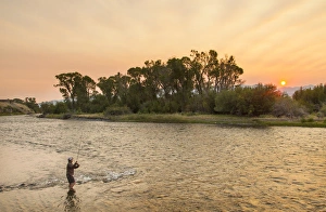 Images Dated 12th August 2012: Reid Sabin fly fishing at sunrise on the Madison river near Ennis, Montana, USA (MR)