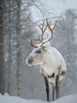 Lapland Prints: Reindeer covered with snow during the arctic winter
