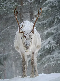 Lapland Prints: Reindeer covered with snow during the arctic winter
