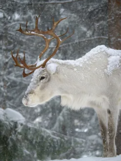 Lapland Prints: Reindeer covered with snow during the arctic winter