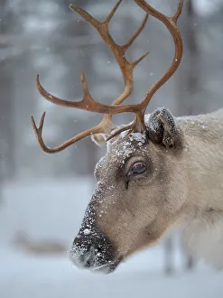 Reindeer covered with snow during the arctic winter. Reindeer Farm near Pyha in Finland north of the polar circle