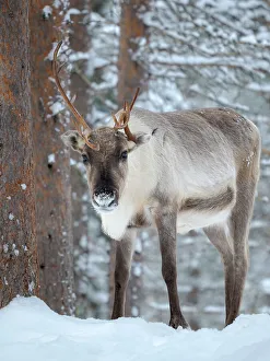 Lapland Prints: Reindeer in deep snow during the arctic winter