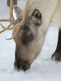 Lapland Prints: Reindeer in deep snow during the arctic winter