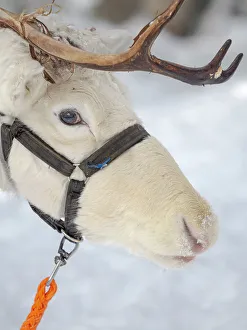 Harness Prints: Reindeer in deep snow during the arctic winter