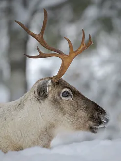 Lapland Prints: Reindeer in deep snow during the arctic winter