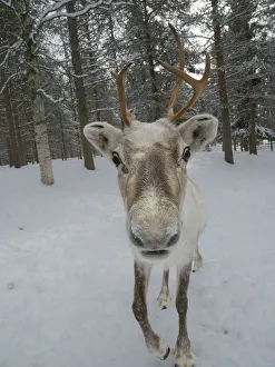 Nose Prints: Reindeer in deep snow during the arctic winter