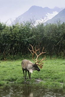 Sub Arctic Prints: Reindeer grazing in a grass meadow stands next to a pond