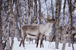 Troms Prints: A reindeer, Rangifer tarandus, in a snowy forest. Bardu, Troms, Norway