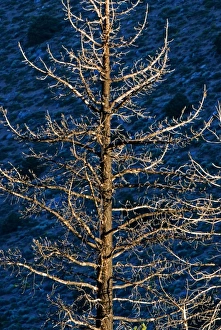 Images Dated 3rd July 2006: Remains of forest fire, Inyo National Forest, California