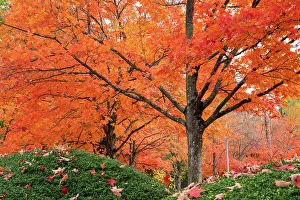 Janet Horton Prints: Renton, Washington State, USA. Colorful red maple trees in Autumn in Gene Coulon Memorial Beach Park