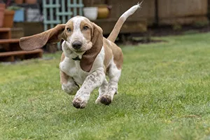 Images Dated 26th March 2019: Renton, Washington State, USA. Five month old Basset Hound puppy running in his wet yard