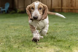 Active Prints: Renton, Washington State, USA. Five month old Basset Hound puppy running in his wet yard