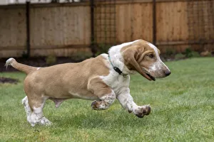 Images Dated 26th March 2019: Renton, Washington State, USA. Five month old Basset Hound puppy running in his yard
