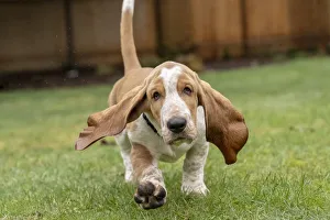 Images Dated 2nd April 2019: Renton, Washington State, USA. Three month old Basset Hound running in his yard, with