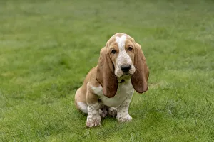Images Dated 2nd April 2019: Renton, Washington State, USA. Three month old Basset Hound sitting in his yard. (PR)